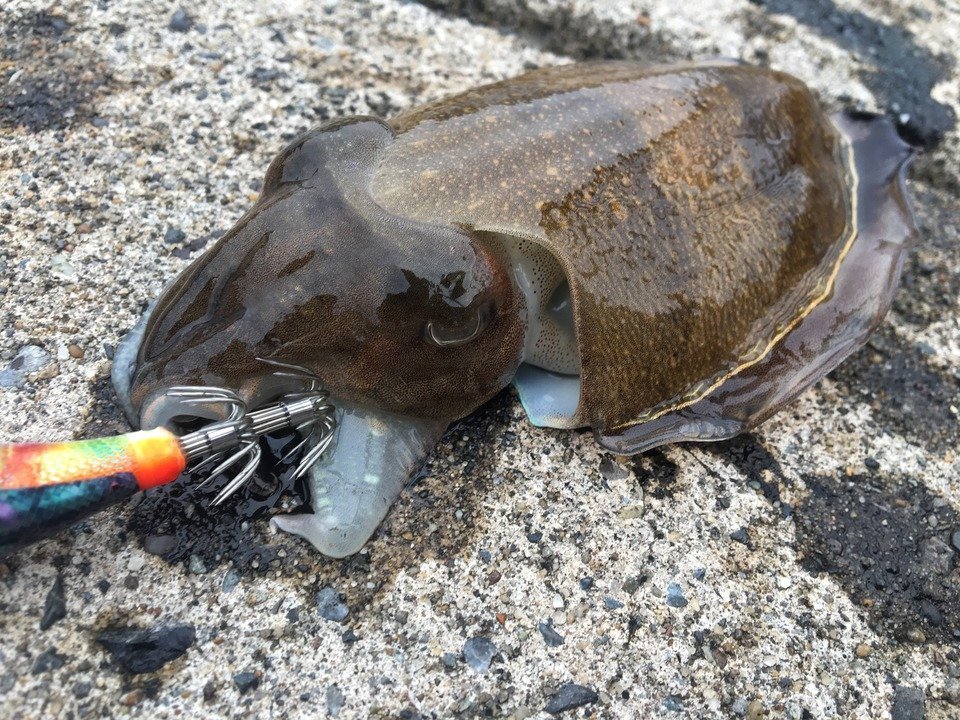 釣り上げられたイカの写真