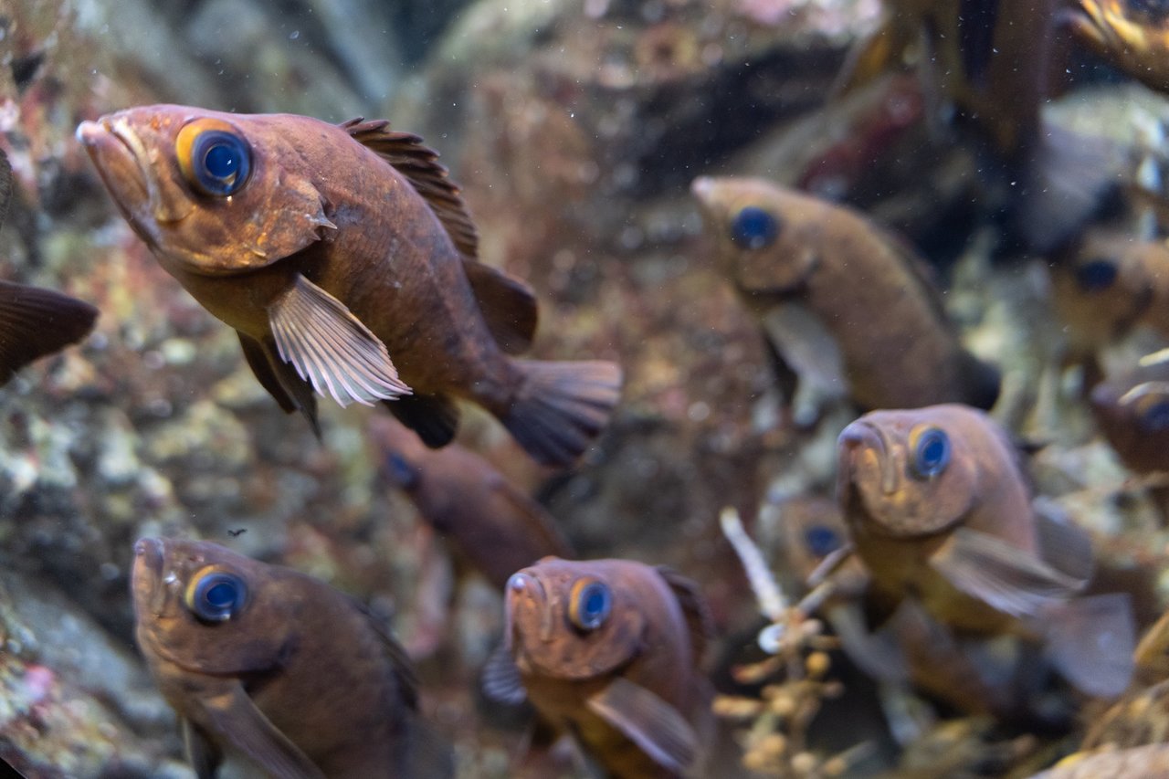 メバルの群れの写真