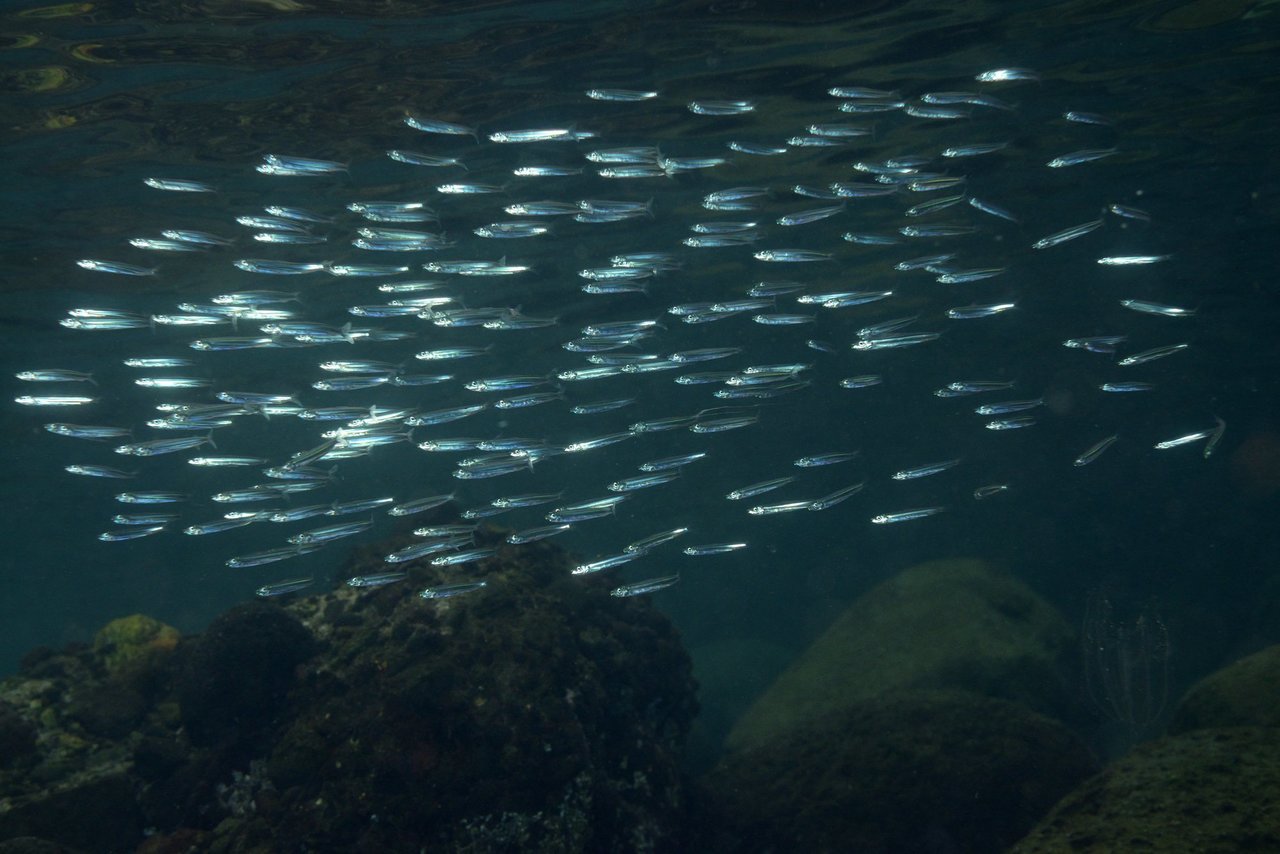 イカナゴの群れの写真