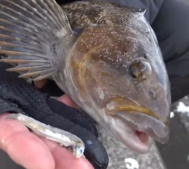 魚のアップ写真