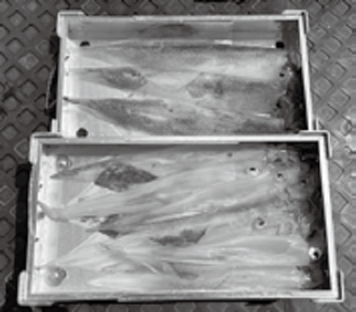 ヤリイカの写真