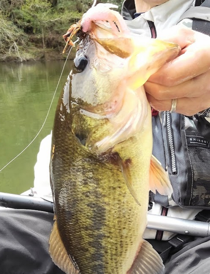 魚のアップ写真