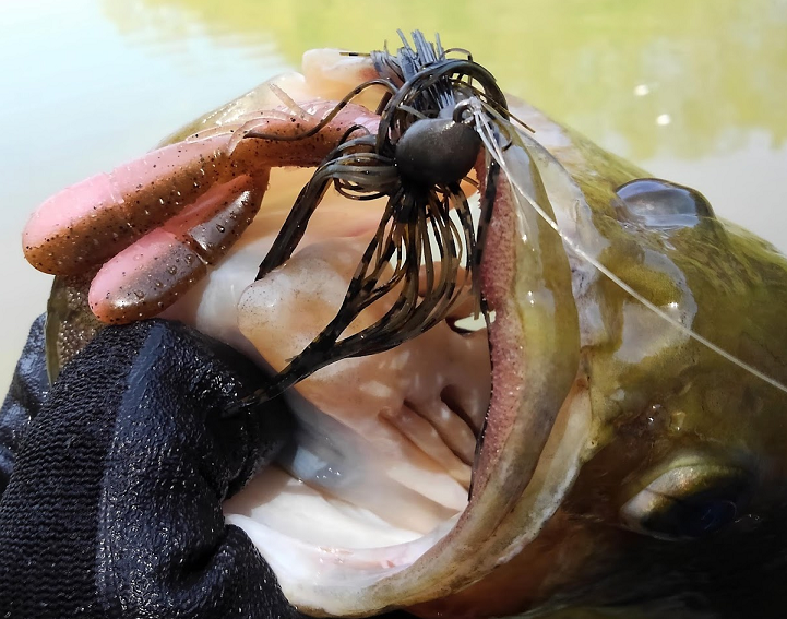 魚のアップ写真