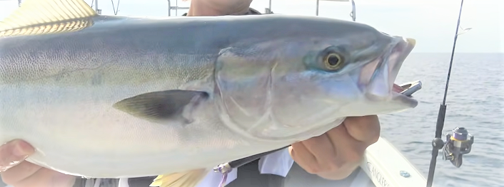 魚のアップ写真