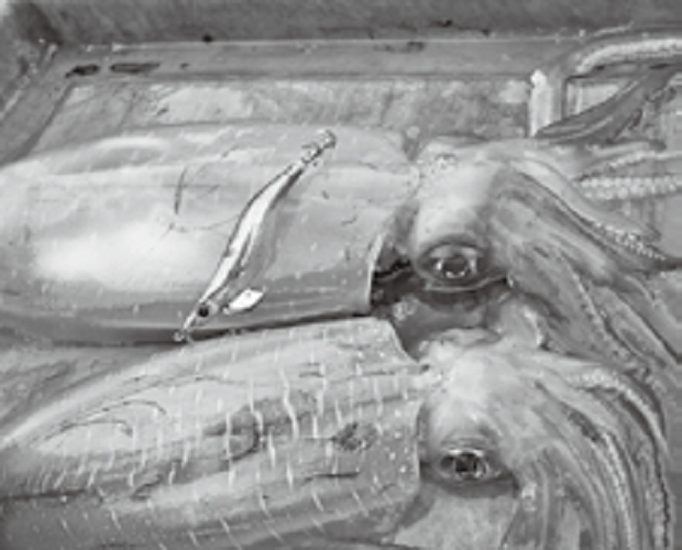 アオリイカの写真