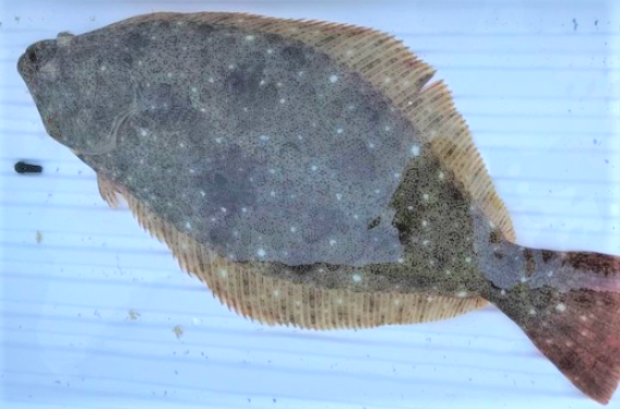 魚のアップ写真