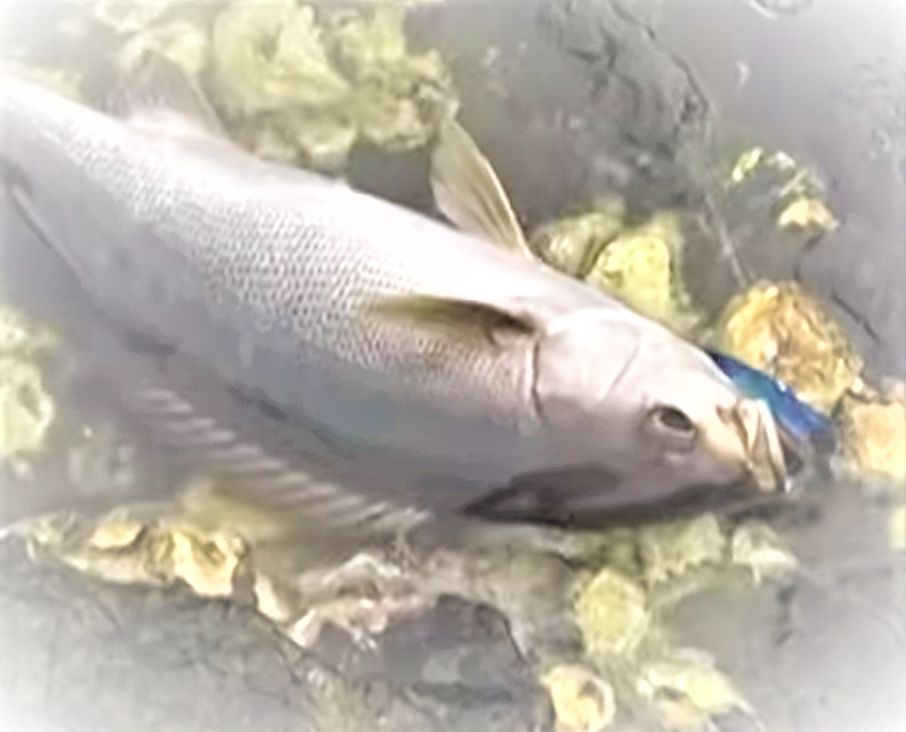 釣って楽しい 食べて美味しい イサキをルアーで釣りたい