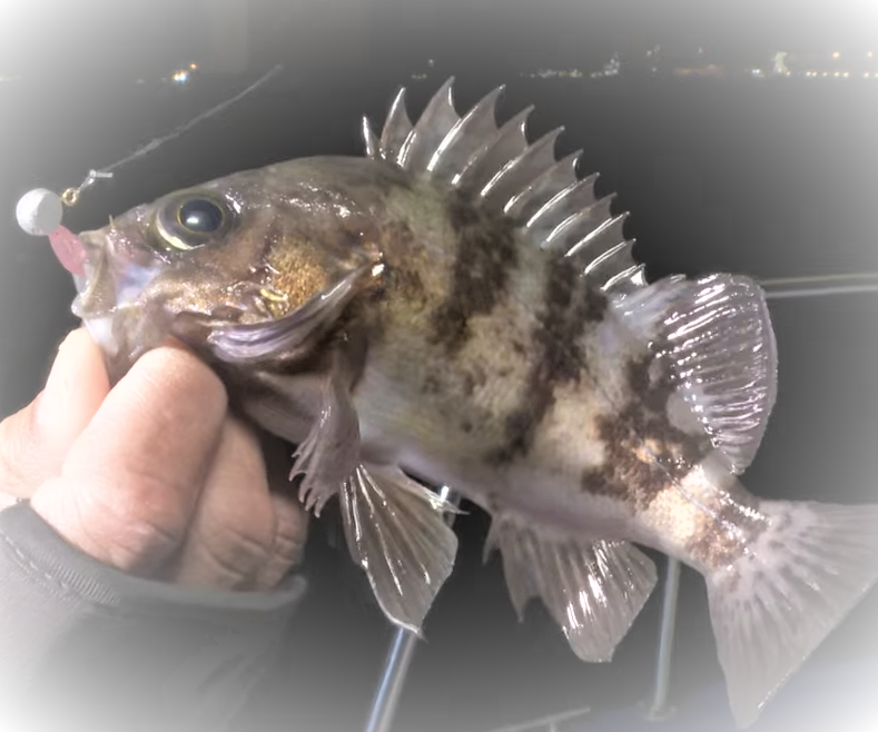 釣って食べてメバルを満喫 釣り方やおすすめ料理をチェック