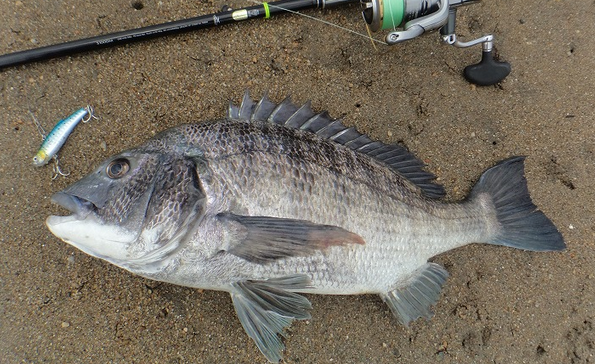 魚のアップ写真