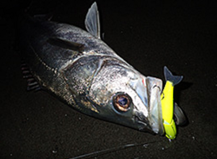 魚とルアーのアップ写真