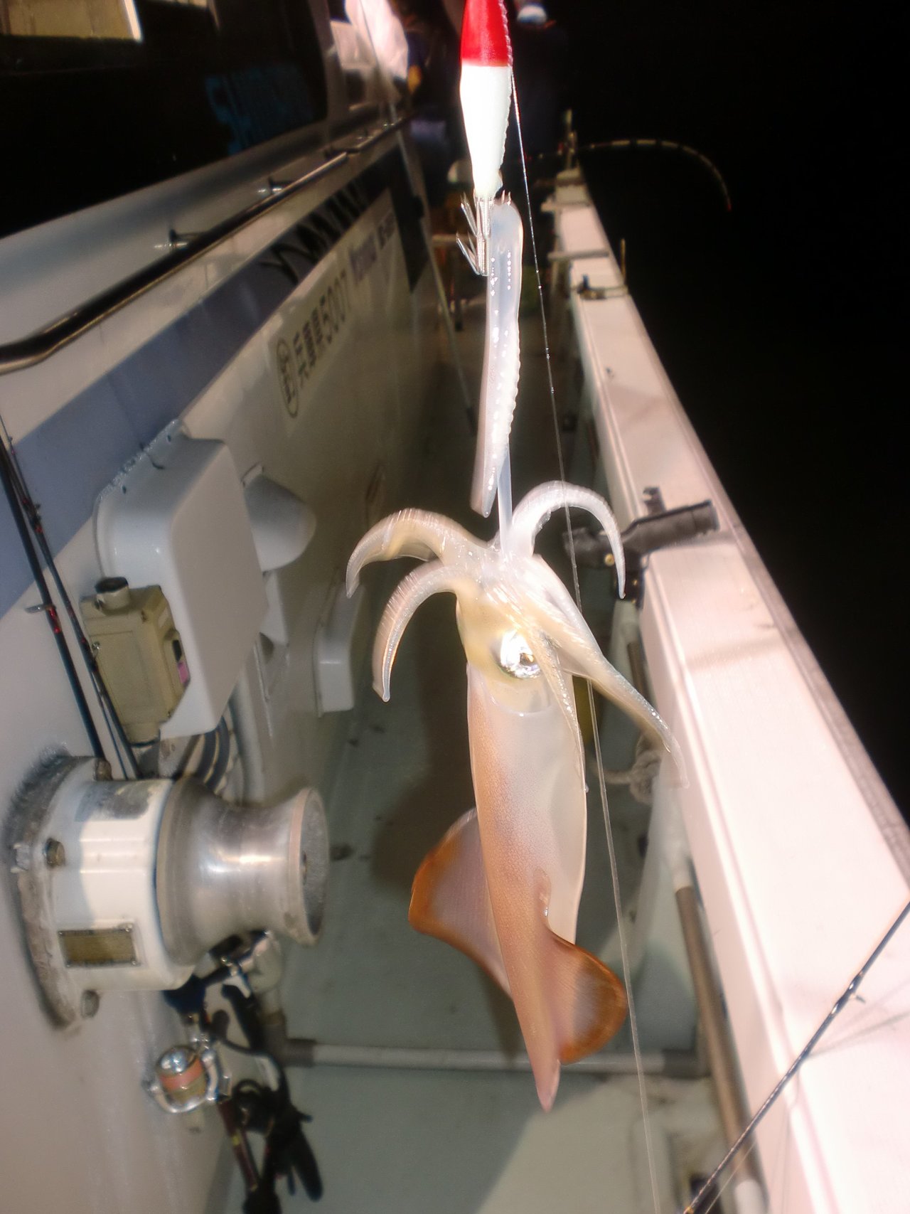 釣り上げられたケンサキイカの写真