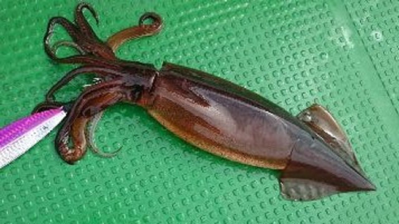 ケンサキイカの写真