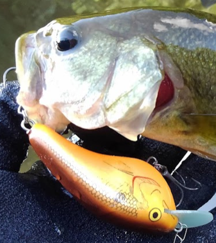 魚とルアーのアップ写真