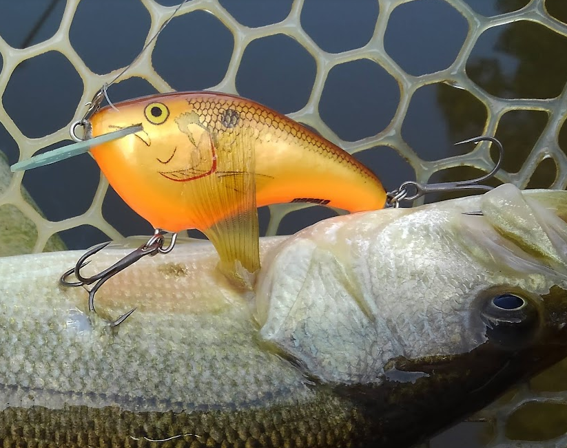 魚とルアーのアップ写真