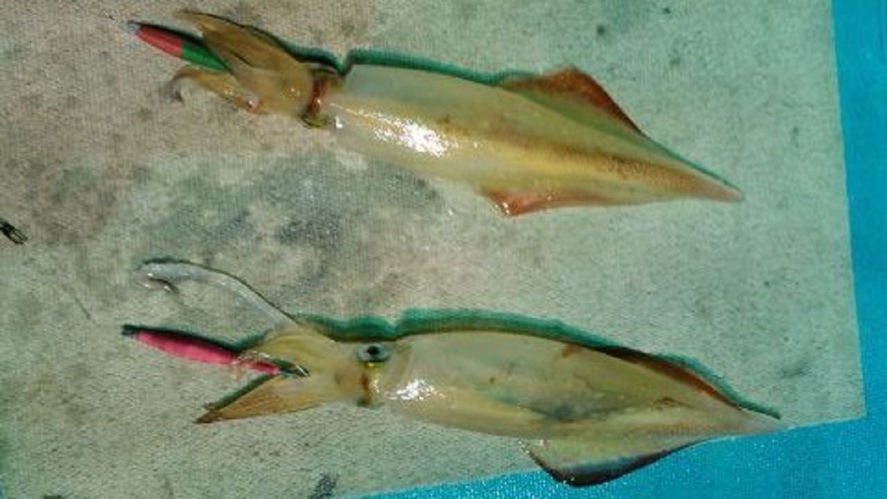 スッテとケンサキイカの写真