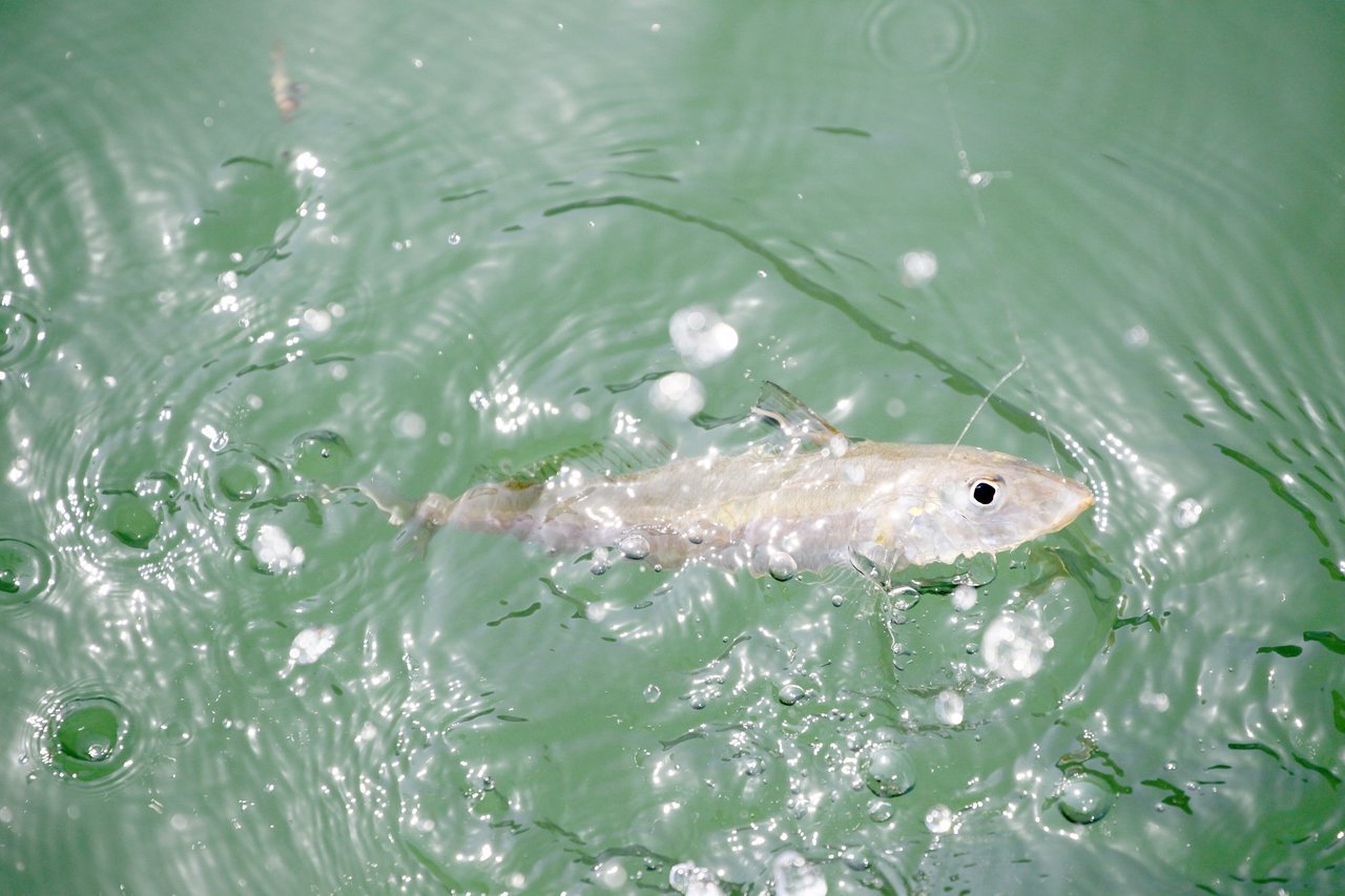 シロギスの写真