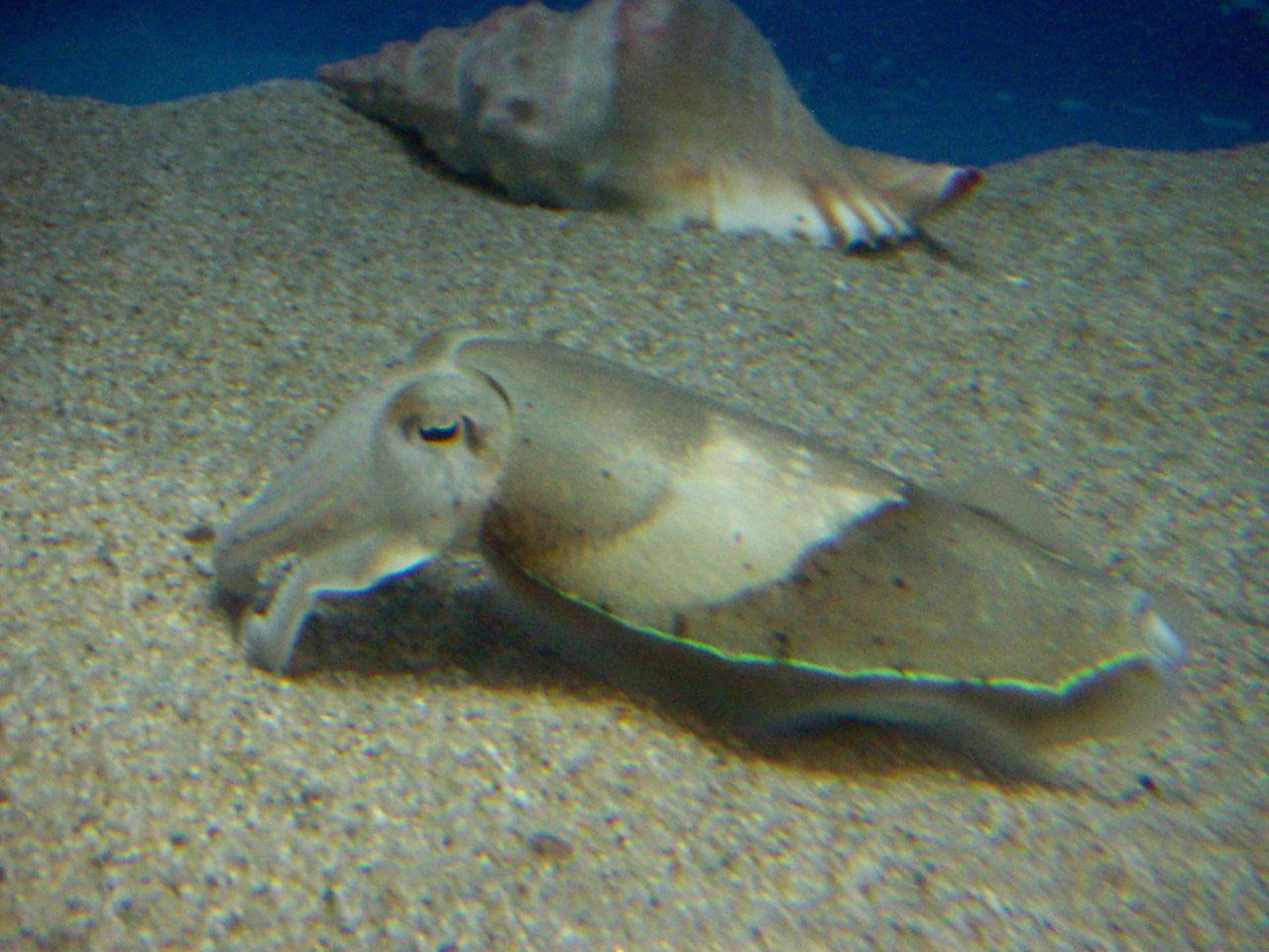 泳ぐスミイカの写真