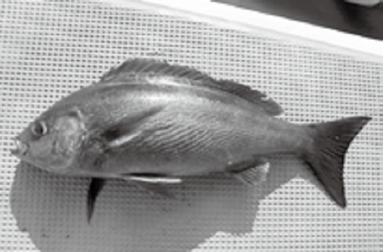 魚の写真