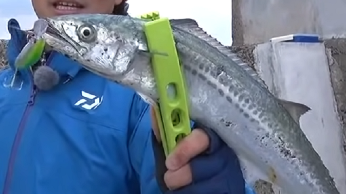 魚のアップ写真