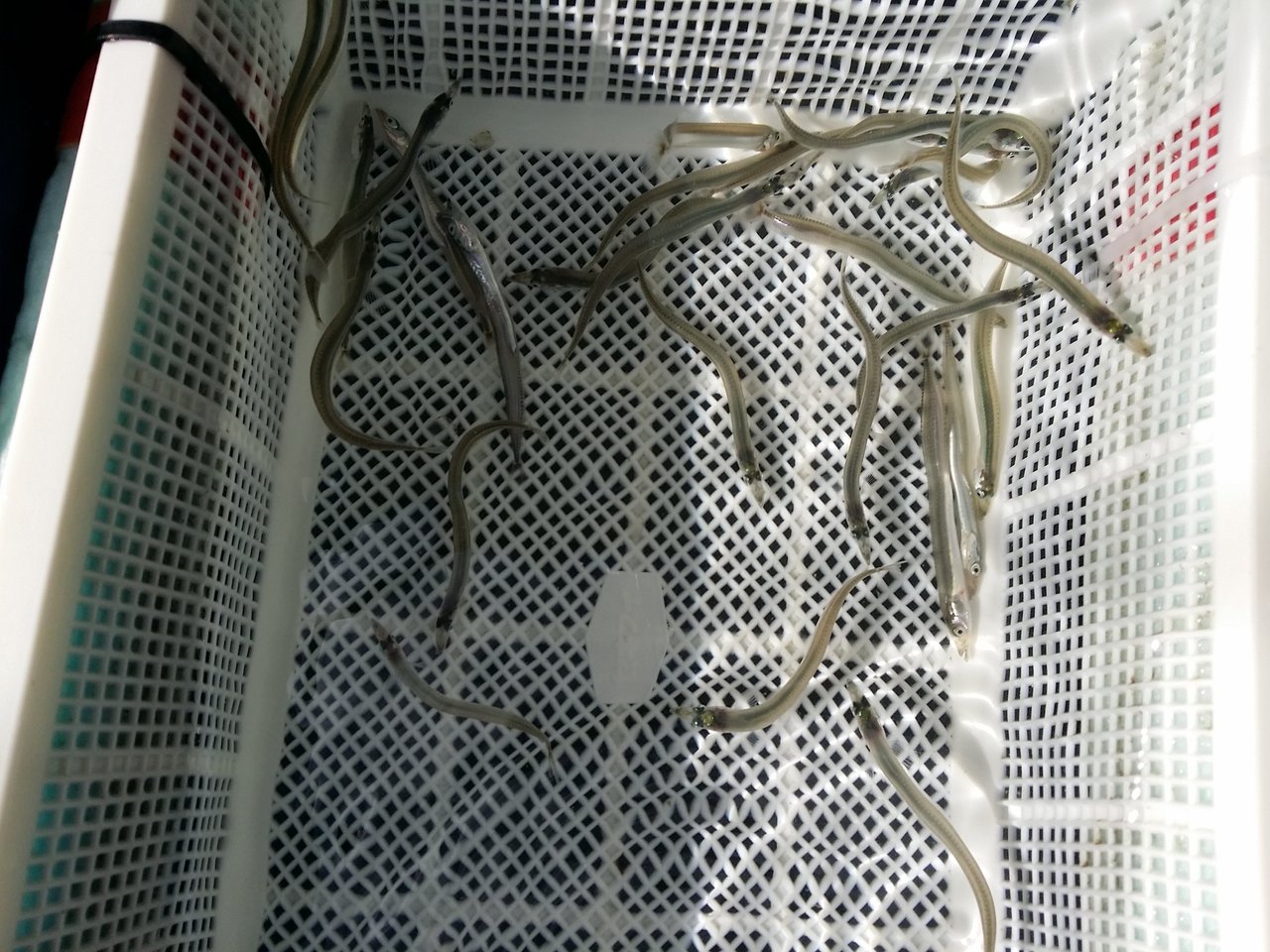 イケスに入ったイカナゴの写真