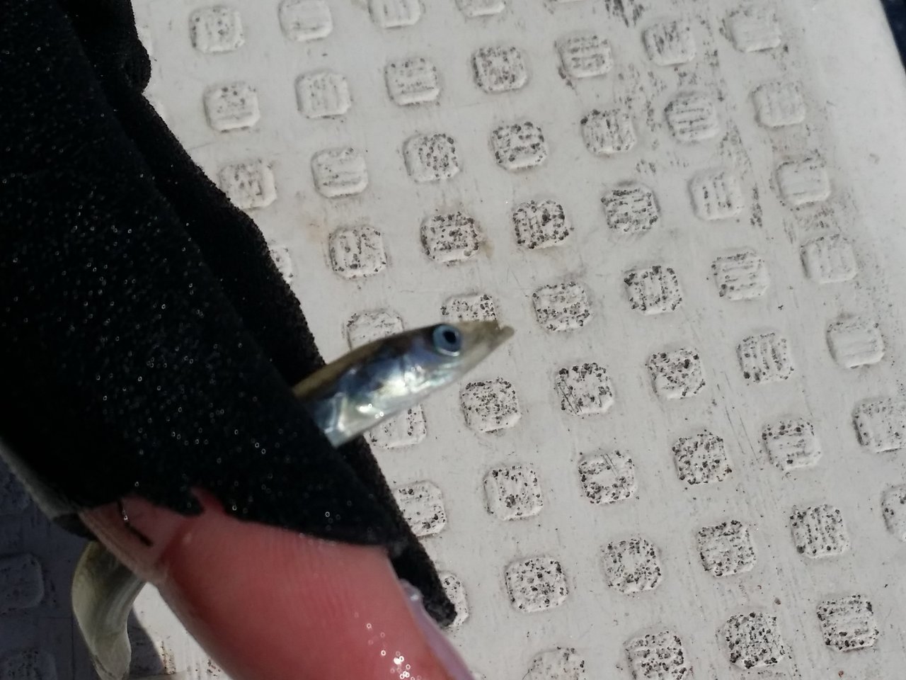 イカナゴの写真