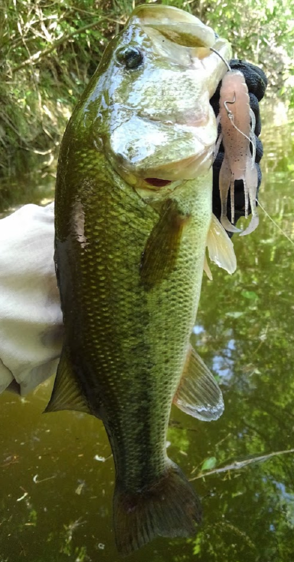 魚とルアーのアップ写真