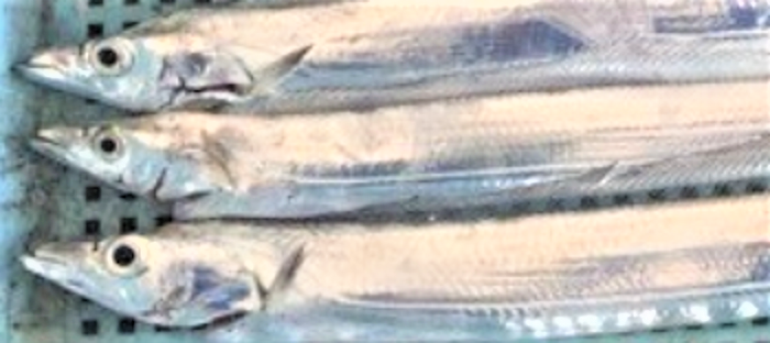 魚のアップ写真