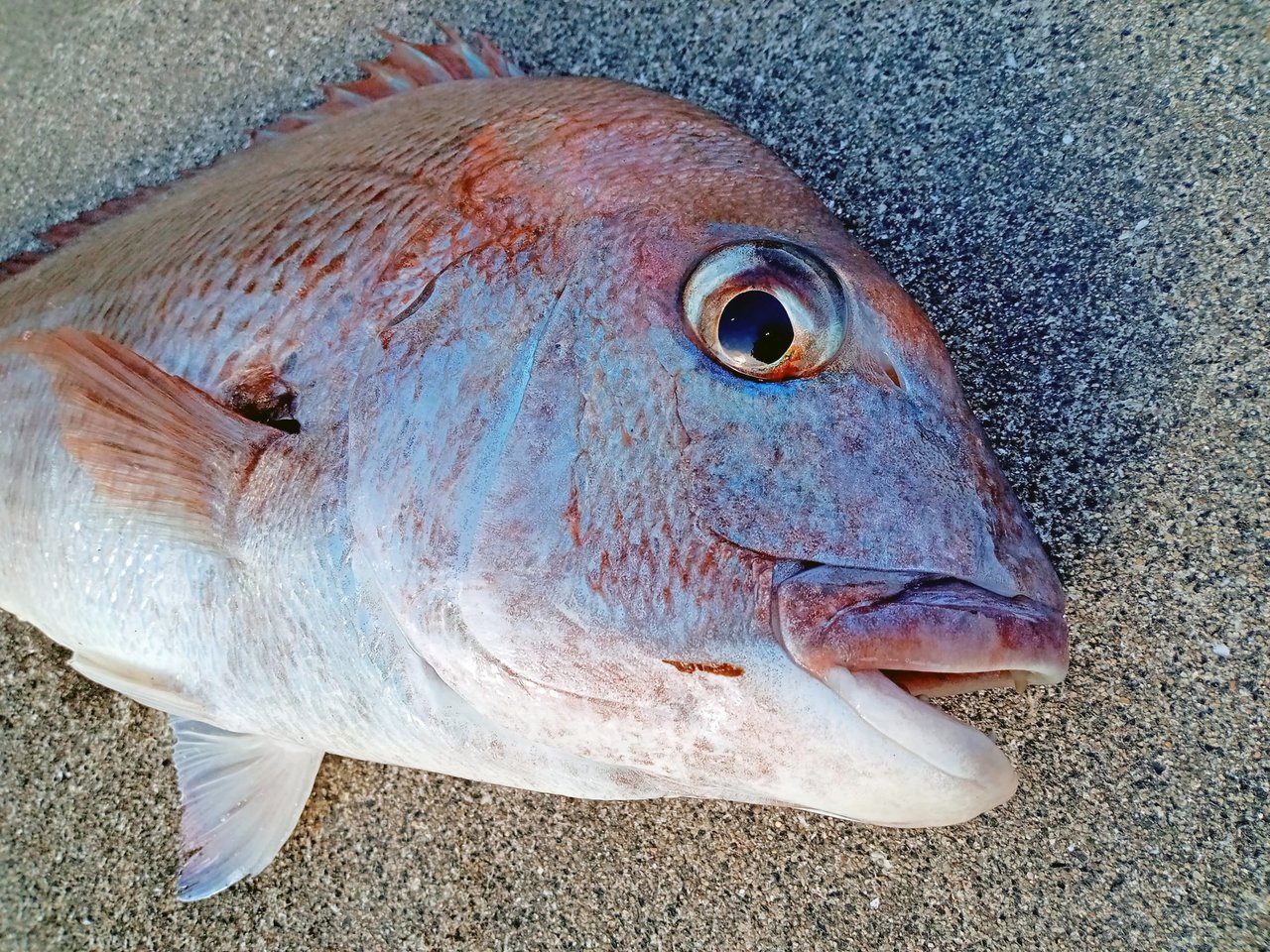 マダイの顔の写真