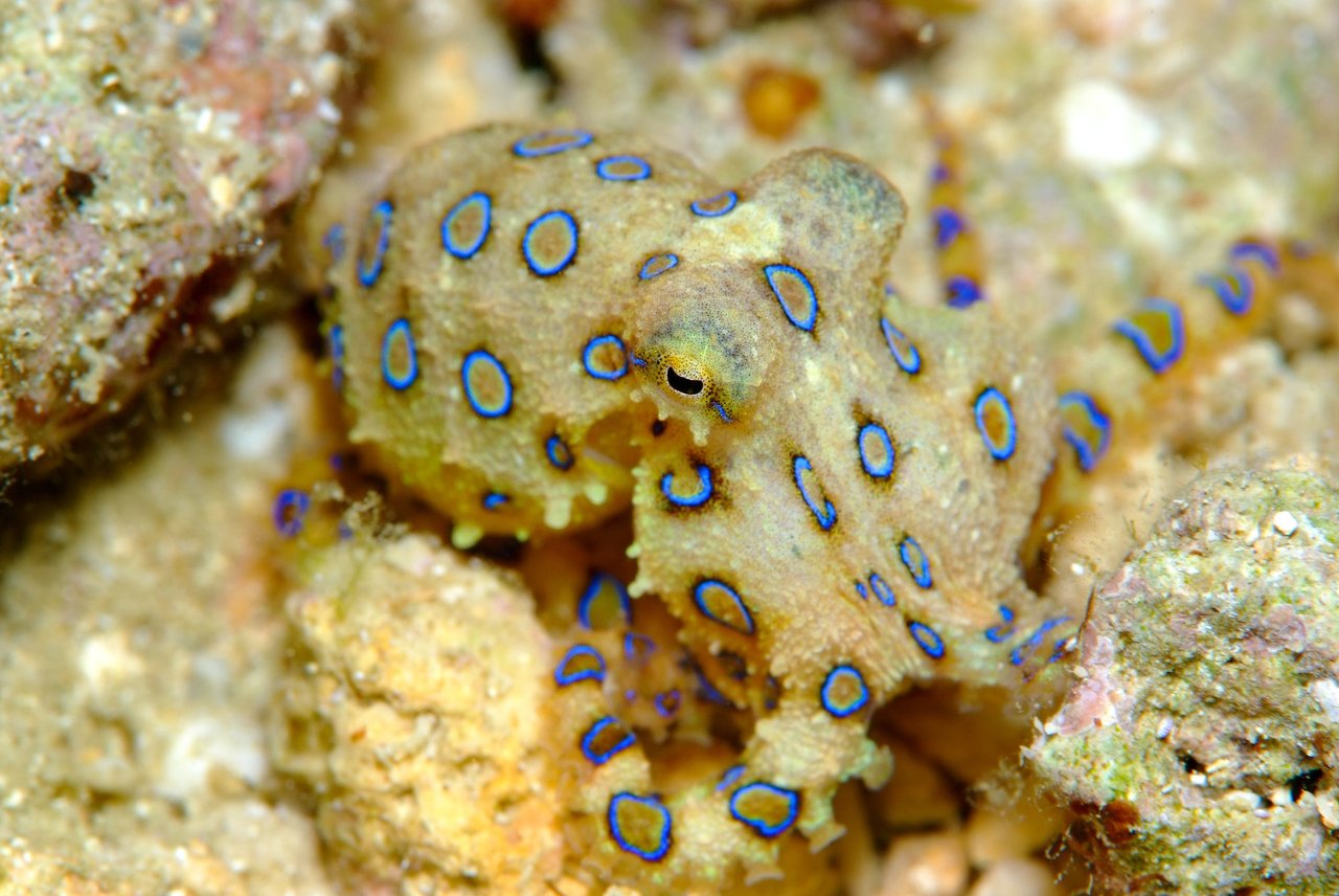 ヒョウモンダコ