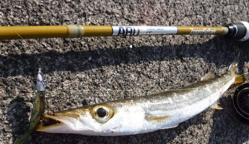 魚とロッドのアップ写真