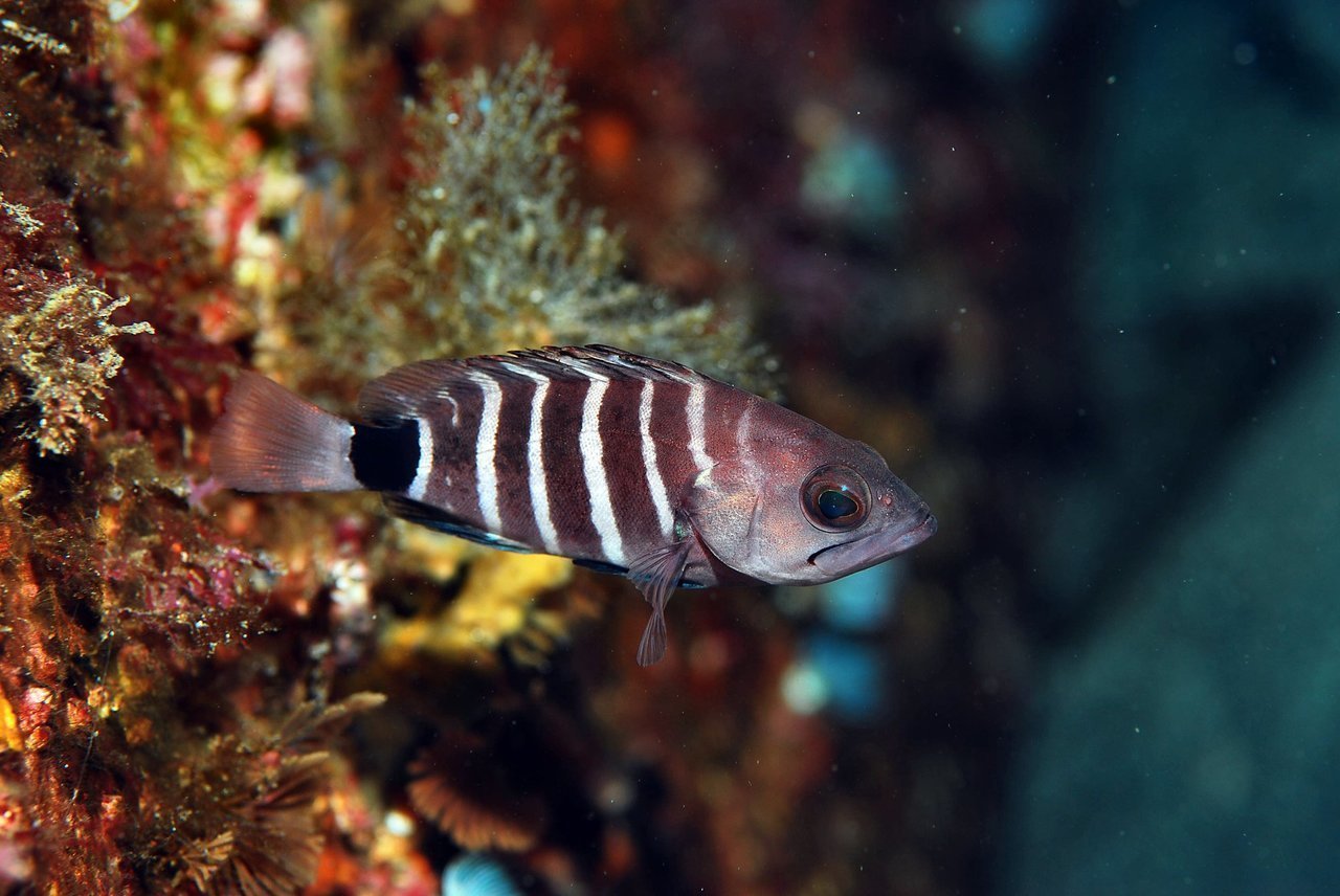 マハタの幼魚の写真