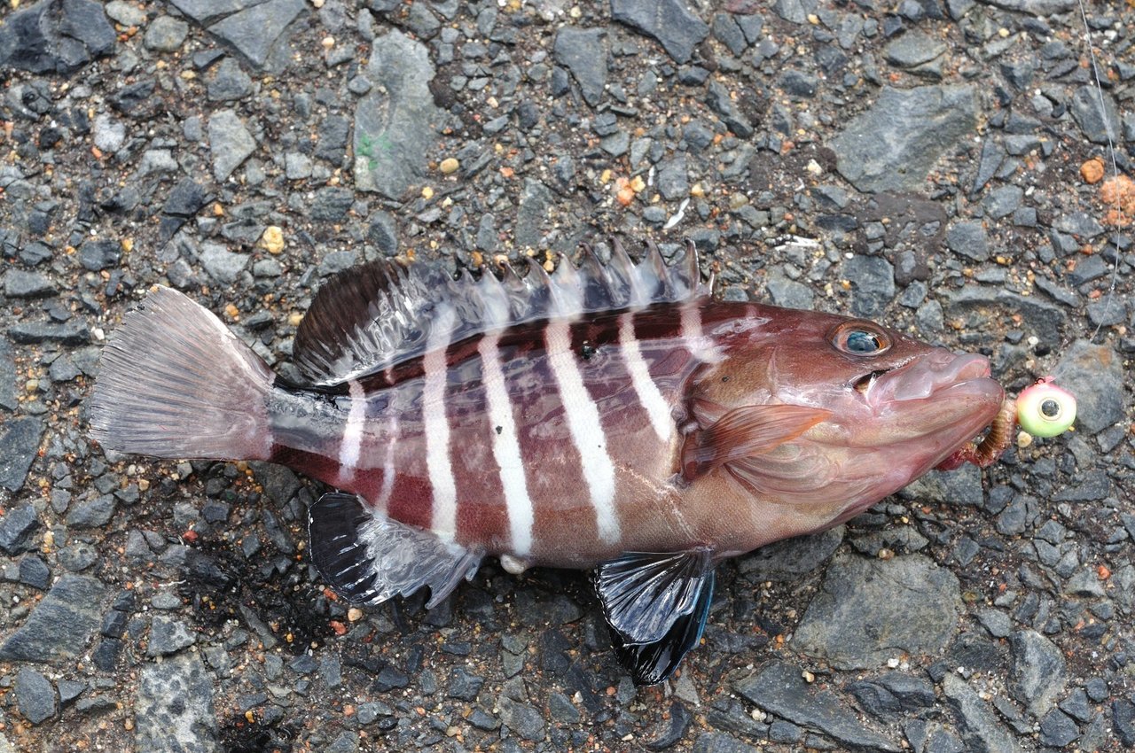 マハタってどんな魚 生態から釣り方 おすすめの料理法まで一挙ご紹介