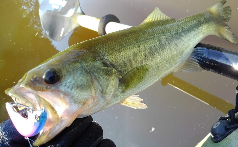 魚とルアーのアップ写真