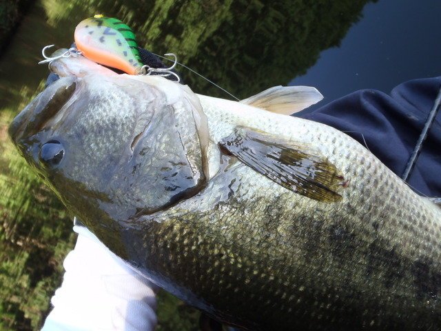 ビッグバス　バス　バス釣り　バスフィッシング