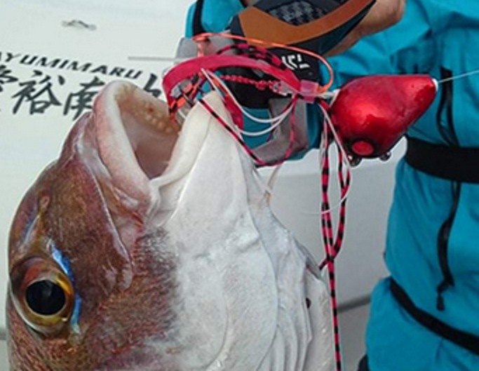 魚のアップ写真