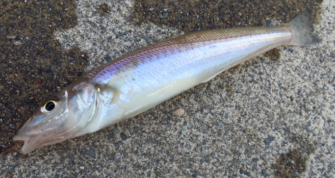 魚のアップ写真