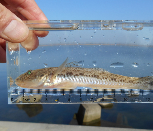 魚のアップ写真