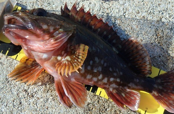 魚のアップ写真