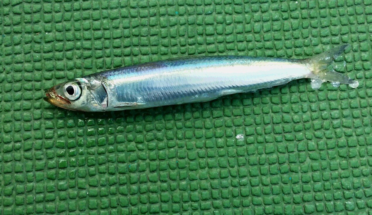 イワシの写真