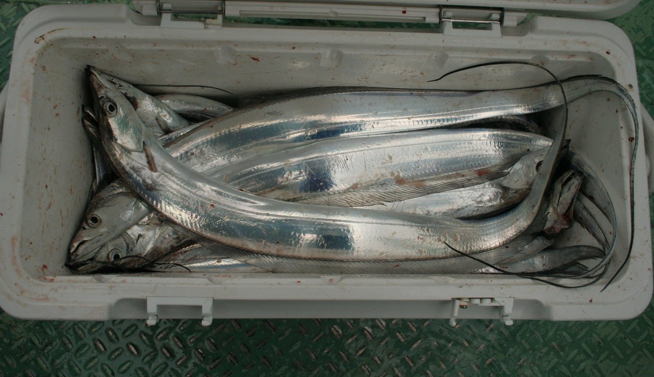 タチウオ釣果の写真