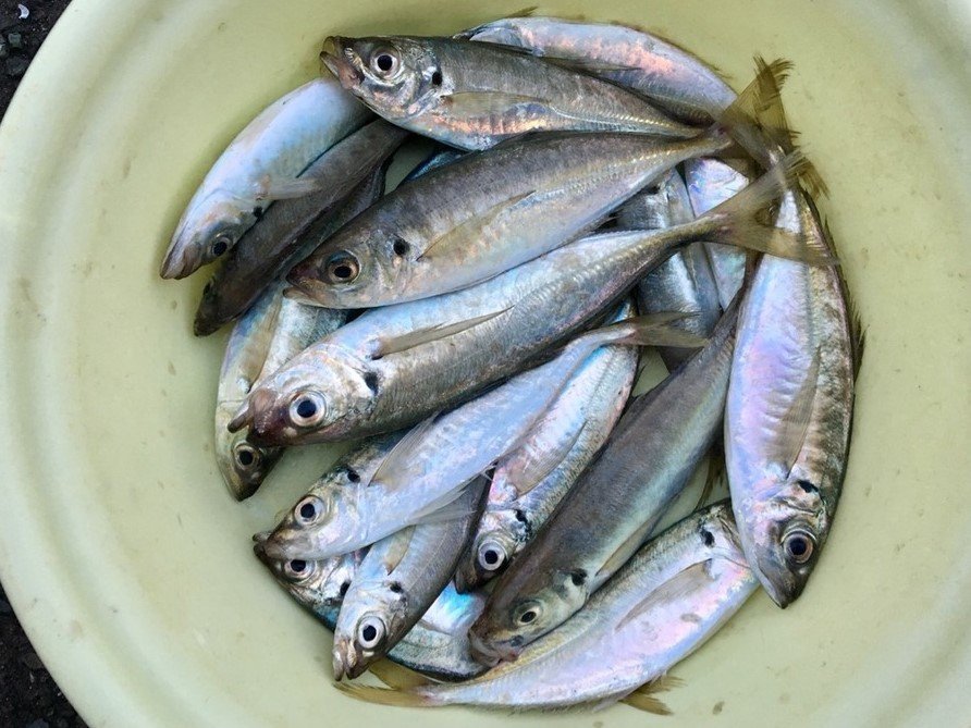 バケツの中のマアジの写真