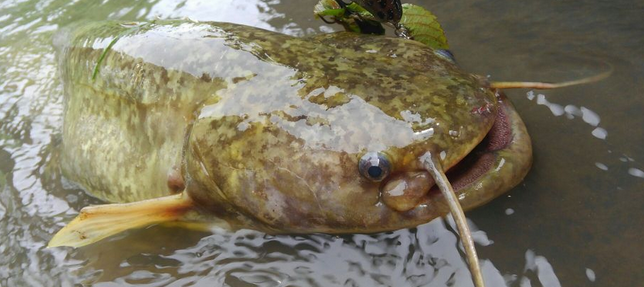 ナマズの釣り方特集 飼育にもチャレンジしてみよう