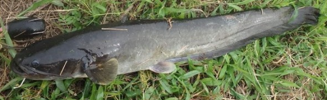 ナマズの釣り方特集 飼育にもチャレンジしてみよう