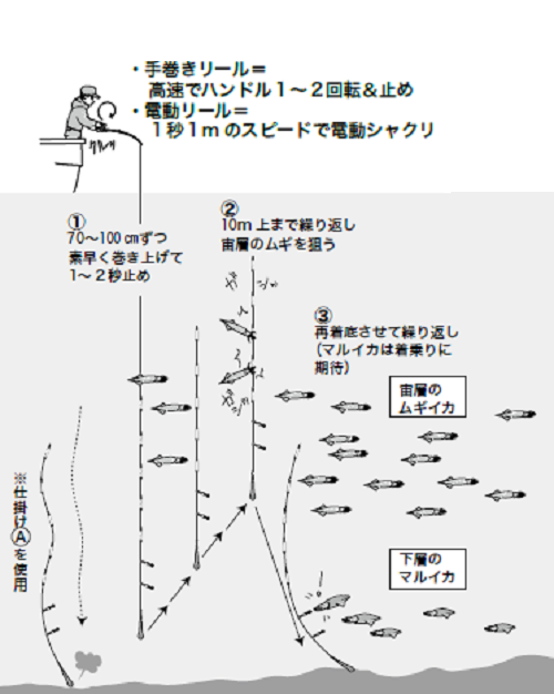 時期限定 美味な小イカを食べ比べ ムギ マルイカ