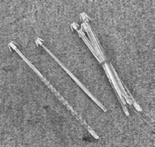 プラヅノの写真