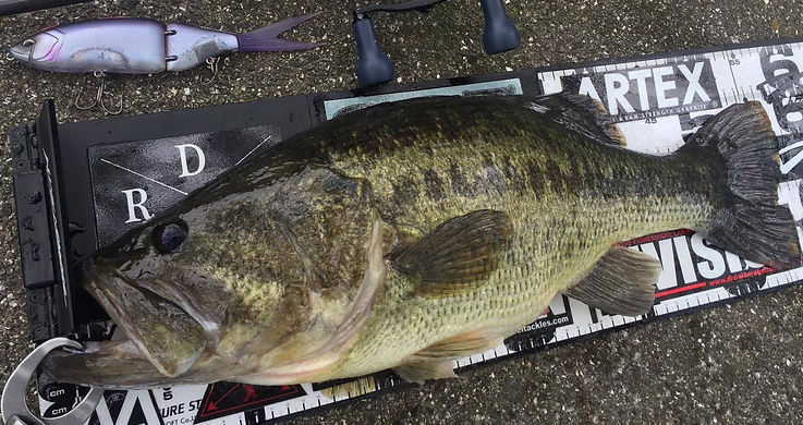 魚とルアーのアップ写真