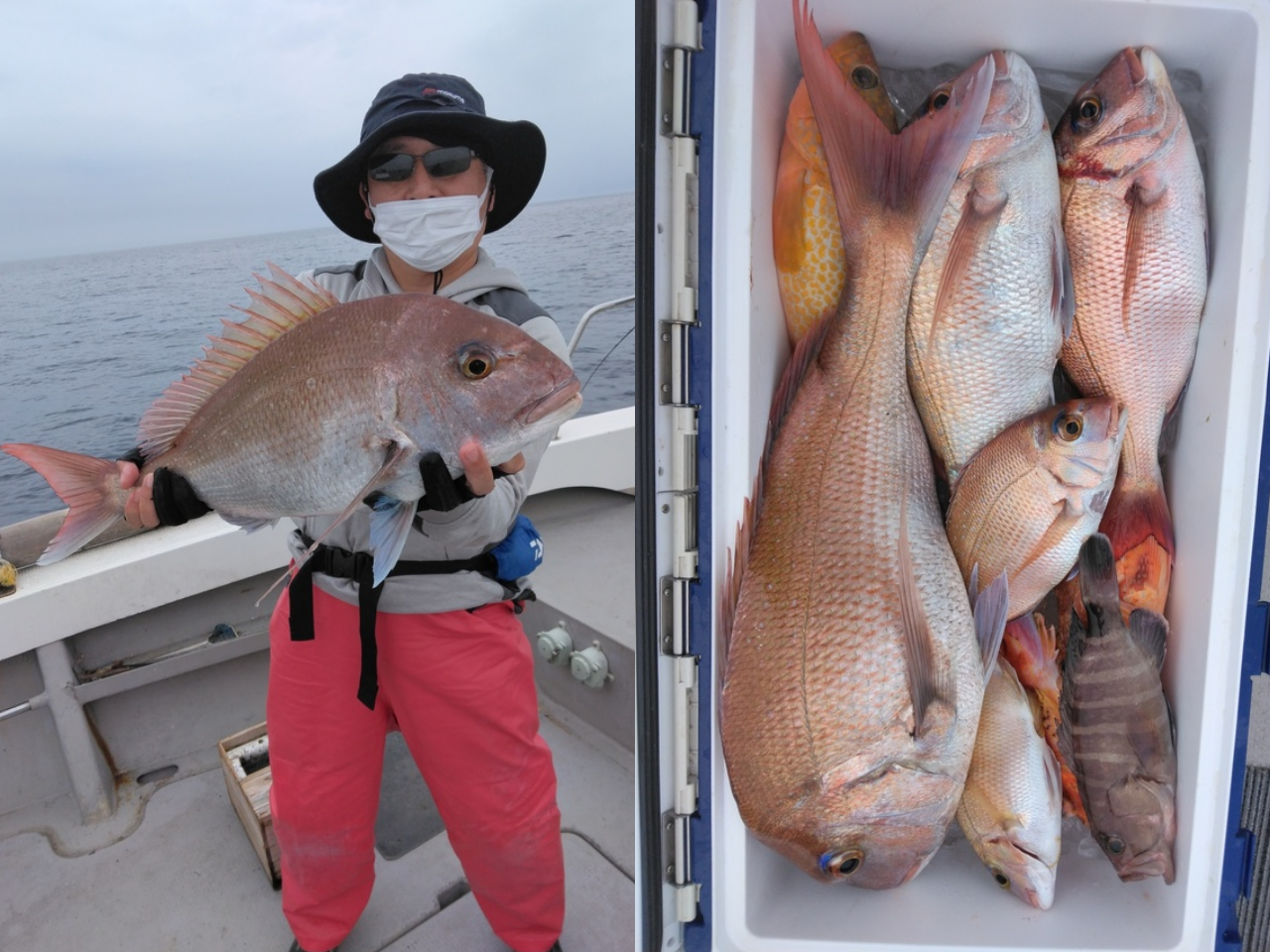 【釣果速報】マダイにアコウ、アラカブ！福岡県木鶏丸に乗るとクーラーボックスが高級魚の宝石箱になるぞ！