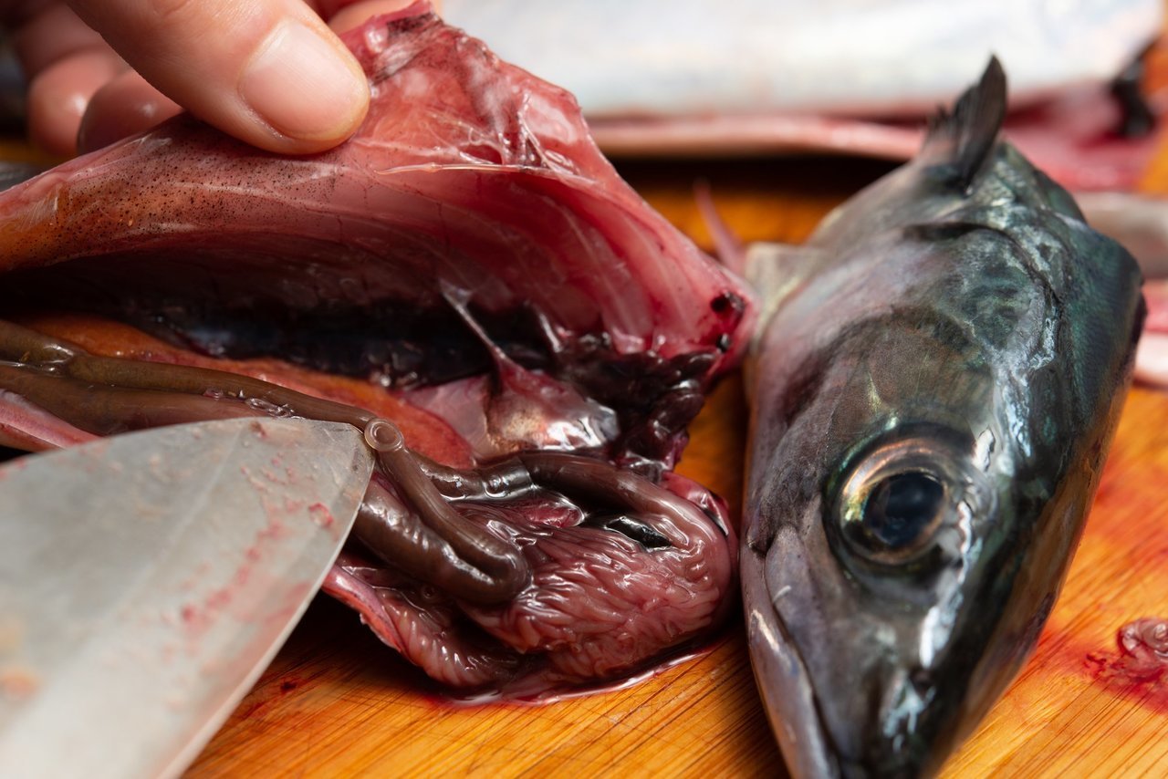 サバをさばく写真
