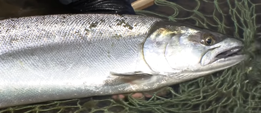 魚のアップ写真