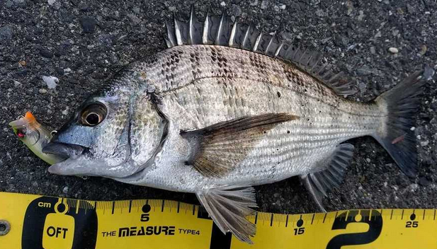 鯛の種類ってどれだけあるの 真鯛と黒鯛の釣り方チェック